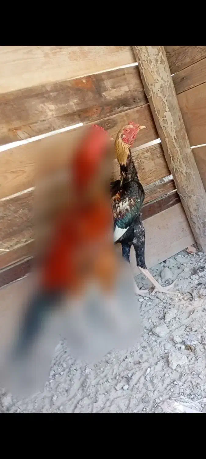 جاوا|حیوانات مزرعه|کنارک, |دیوار