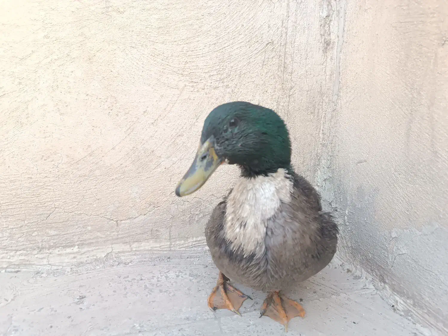 اردک  تزئینی و ارگانیک|حیوانات مزرعه|تهران, سجاد|دیوار