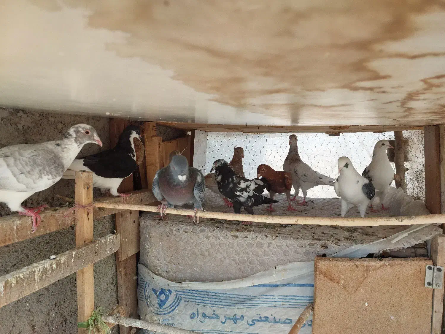 ده عدد کبوتر پرشی ساز|پرنده|اقبالیه, |دیوار