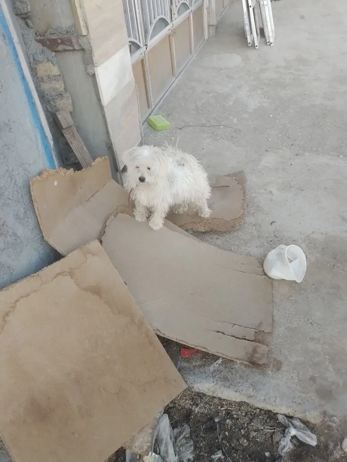 سگ پاپی شیتزو|سگ|پیر بکران, |دیوار