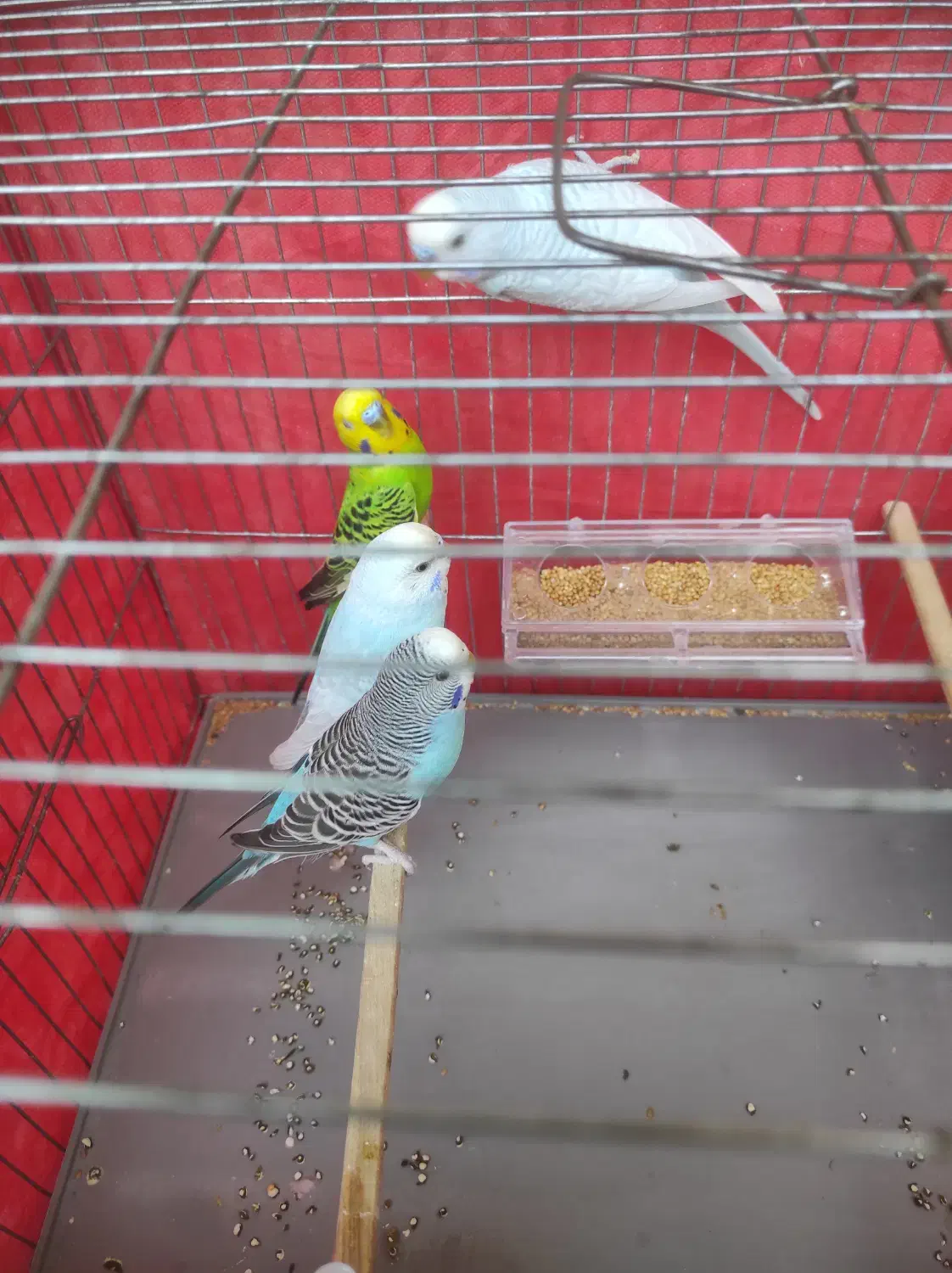 اهواز|پرنده|اهواز, شهرک نفت|دیوار