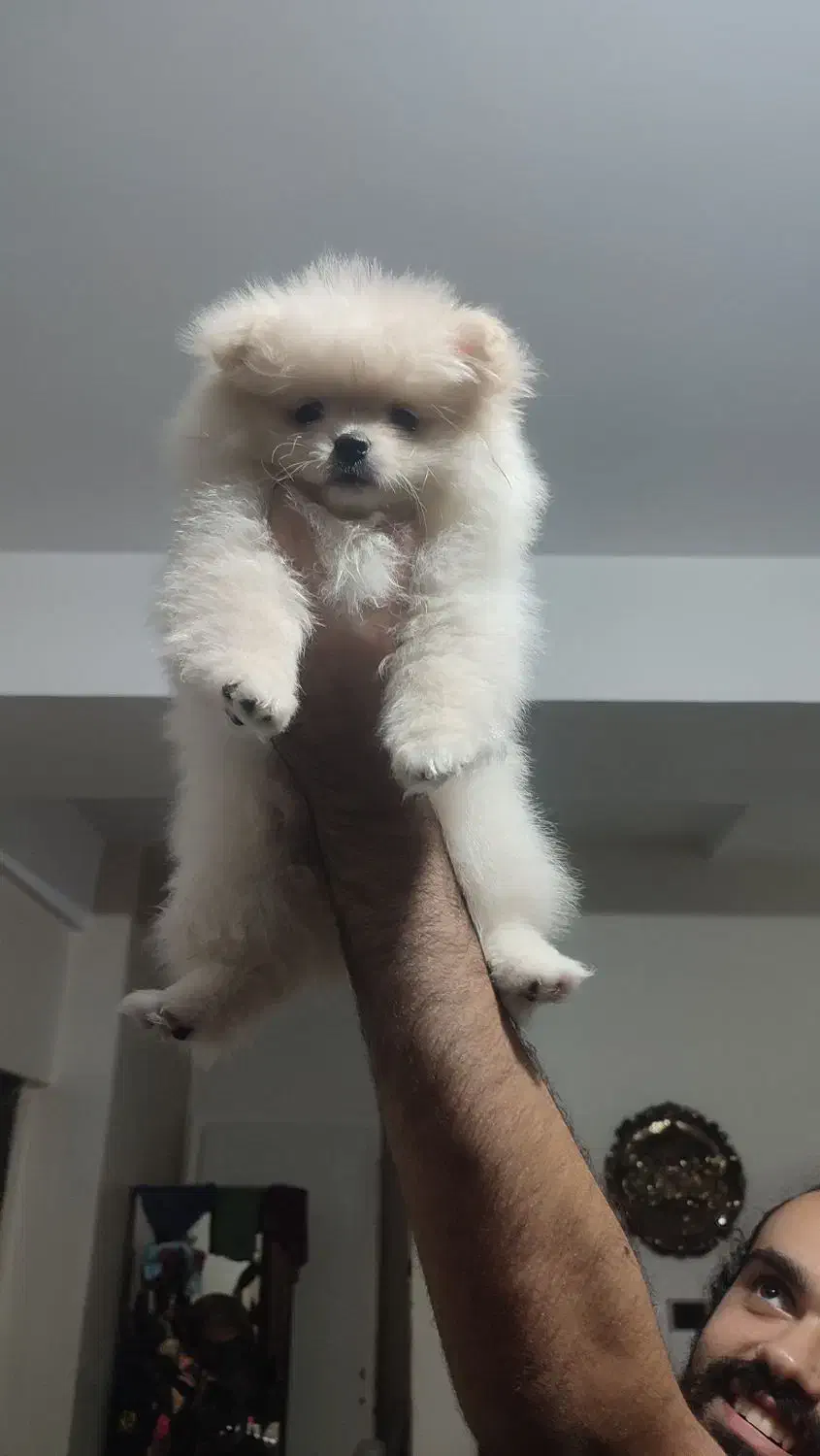 دوعدد پامر ماده|سگ|باغستان, |دیوار