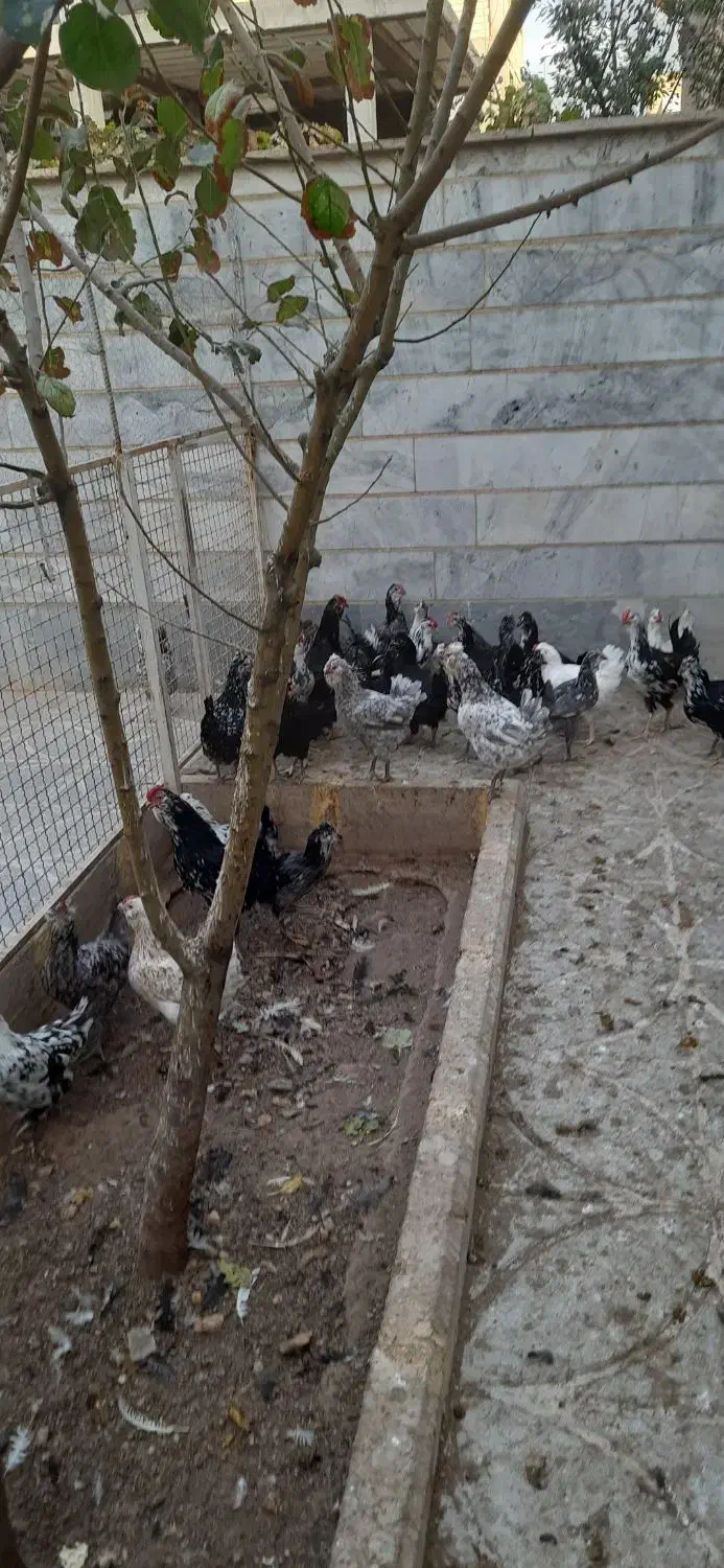 تخم مرغ نطفه دار گلین لری..مرغ و خروس گلین لری|حیوانات مزرعه|بوئین زهرا, |دیوار