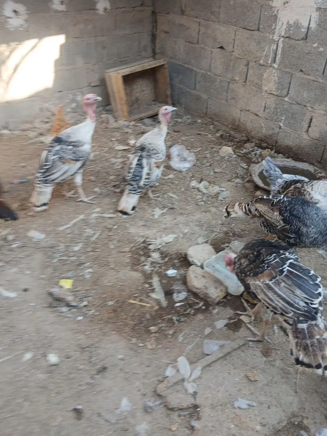 بقلمون نر ماده|حیوانات مزرعه|زابل, |دیوار