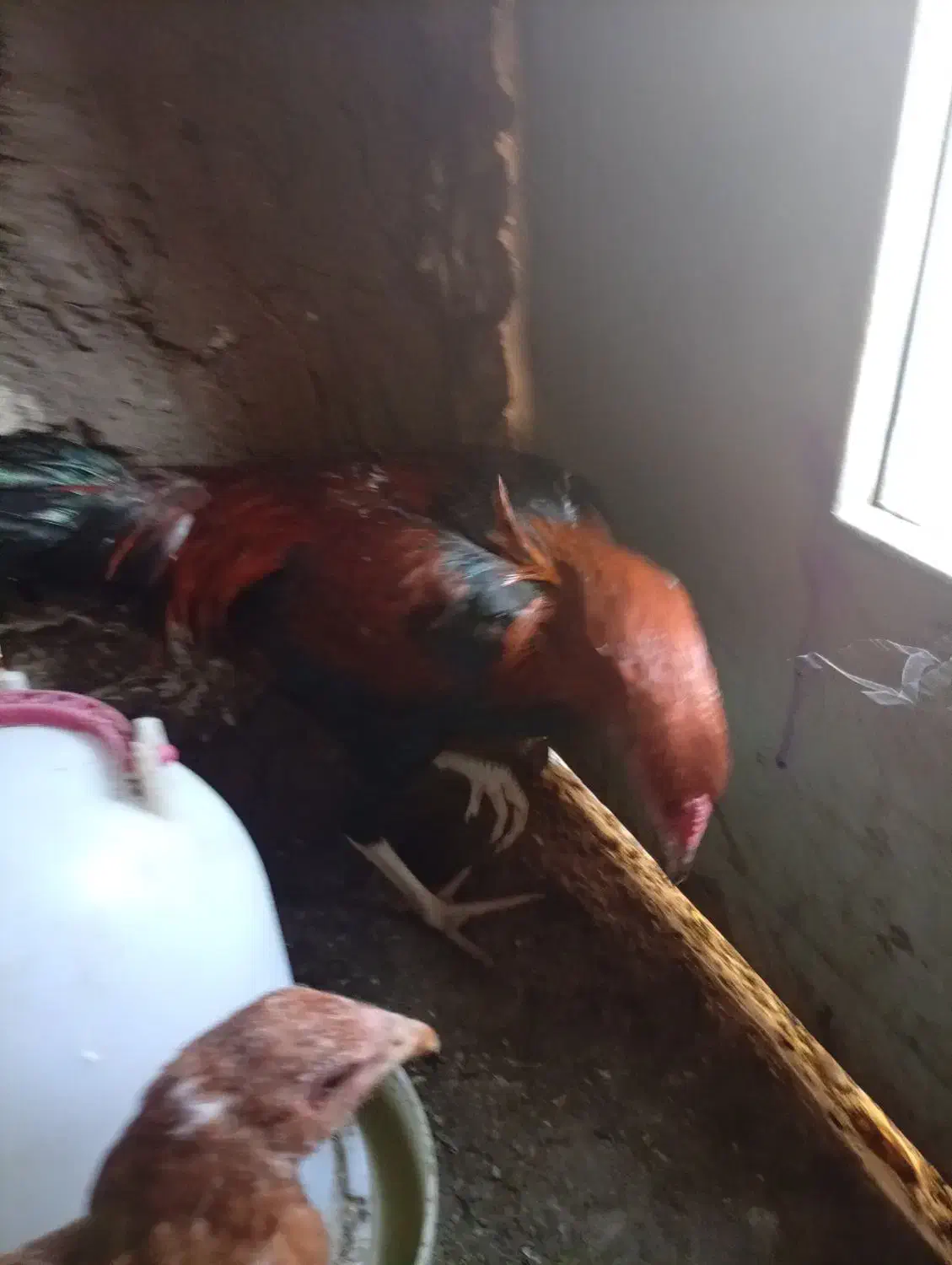 مرغ لاری و دورگ|حیوانات مزرعه|رامیان, |دیوار