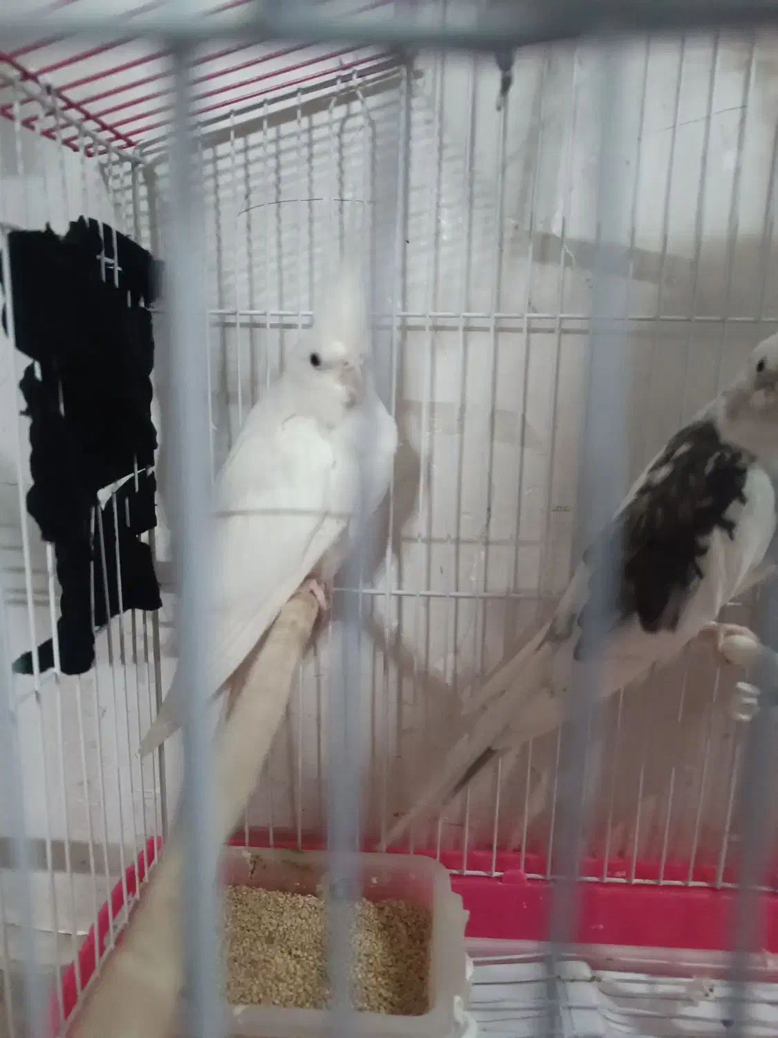 عروس لوتینوو البینو|پرنده|مشهد, شهید آوینی|دیوار