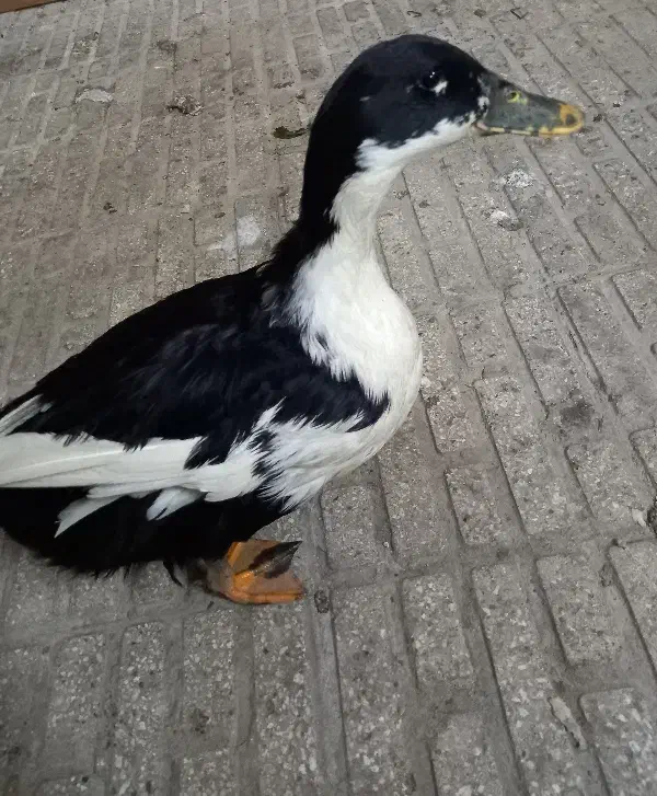 اردک|حیوانات مزرعه|تهران, هرندی|دیوار