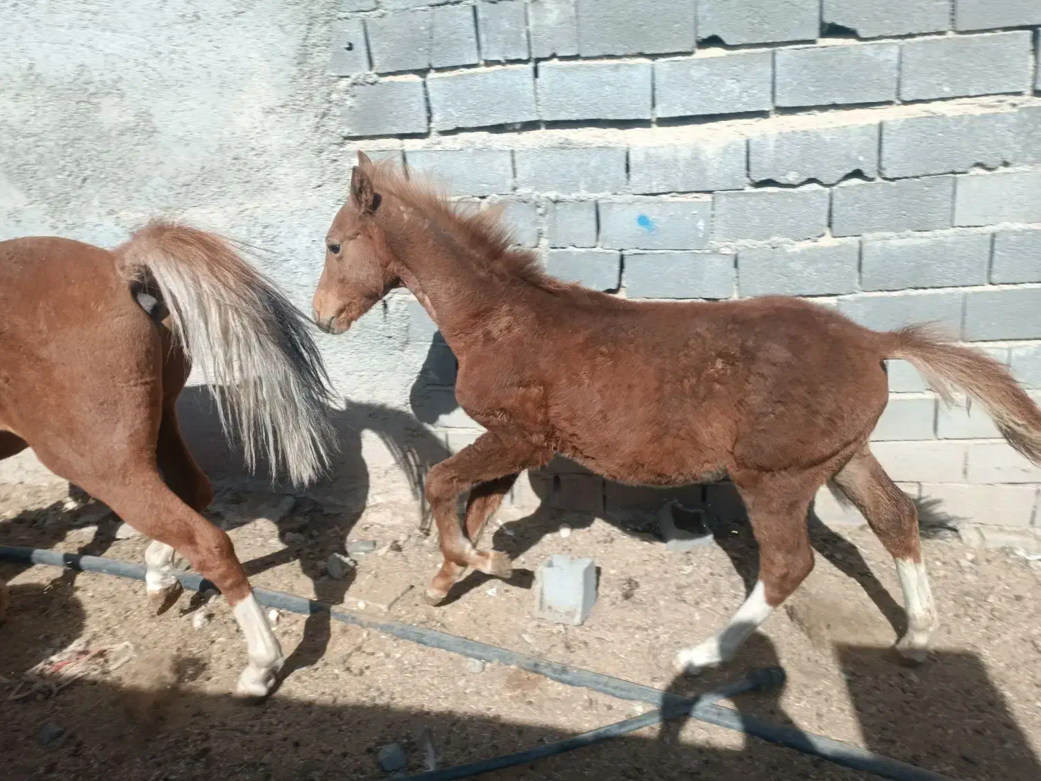 مادیان کره اسب|اسب و تجهیزات اسب‌سواری|دماوند, دماوند|دیوار