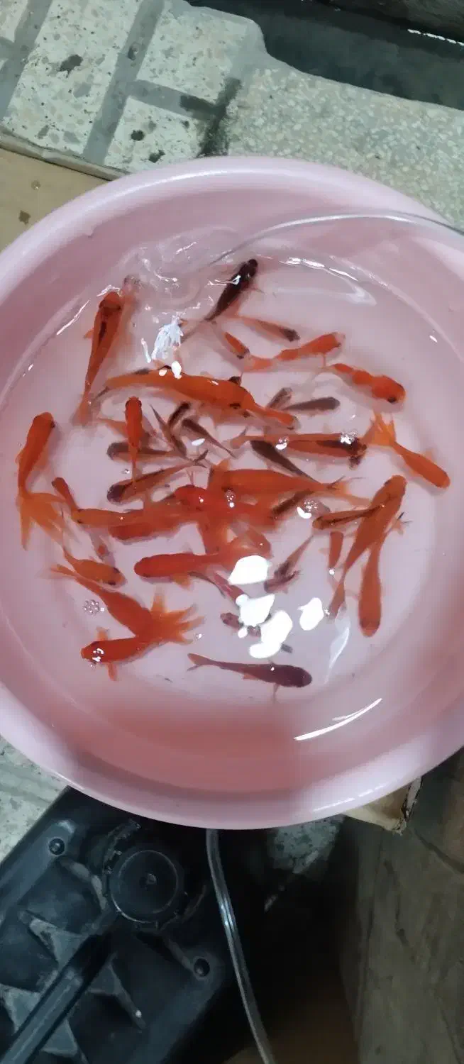 کلدفیش|ماهی|نسیم‌شهر, |دیوار