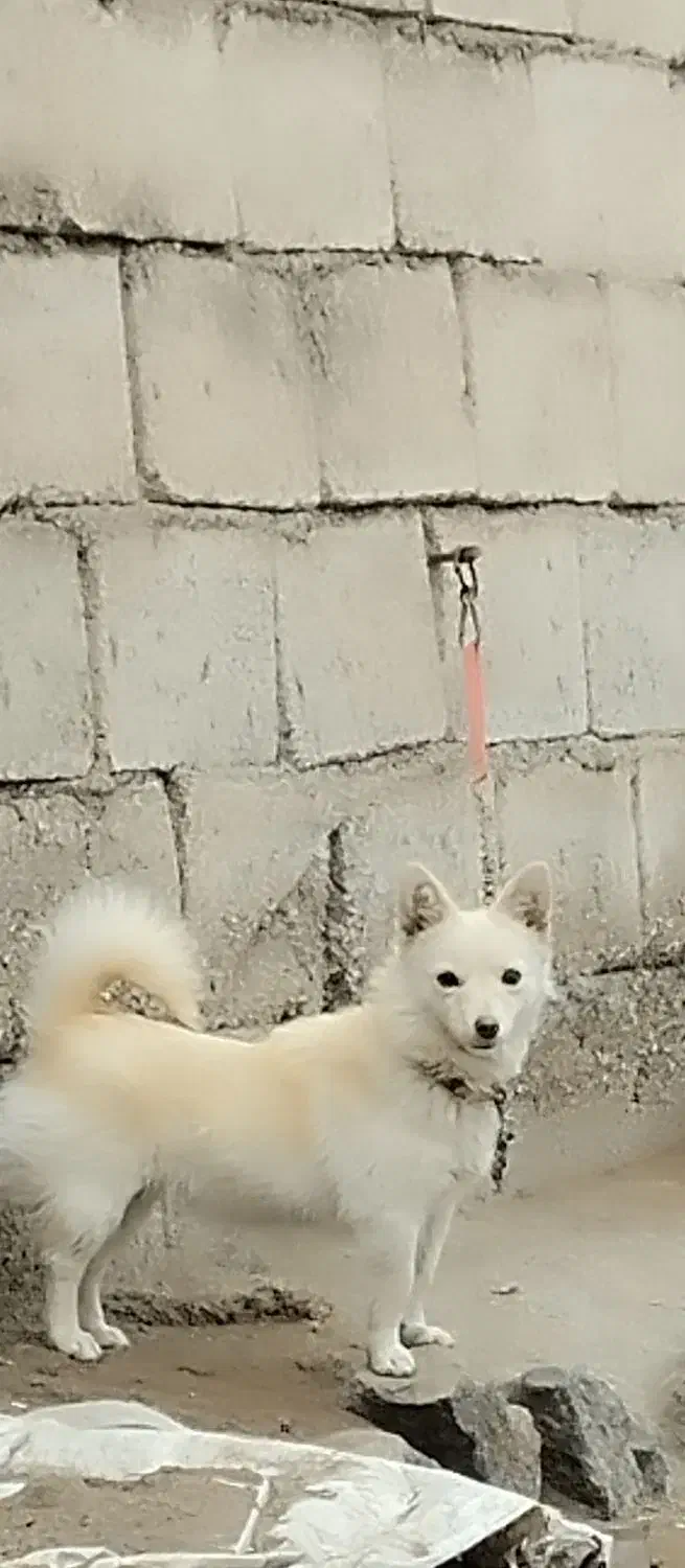 پا کوتاه سرابی ماده|سگ|سراب, |دیوار