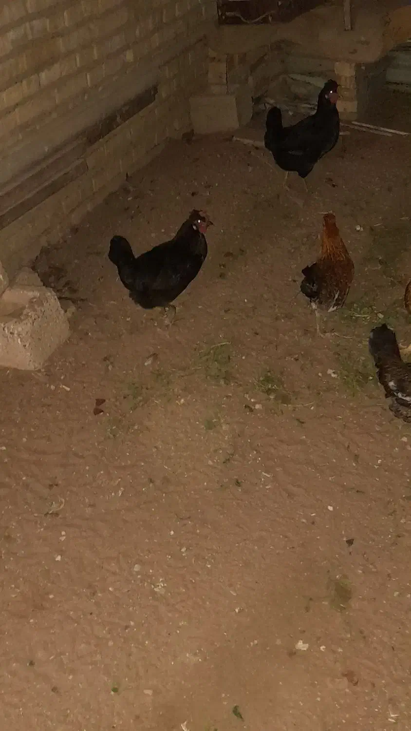 مرغ عربی تخم گذار حمیدیه|حیوانات مزرعه|اهواز, آسیاباد|دیوار