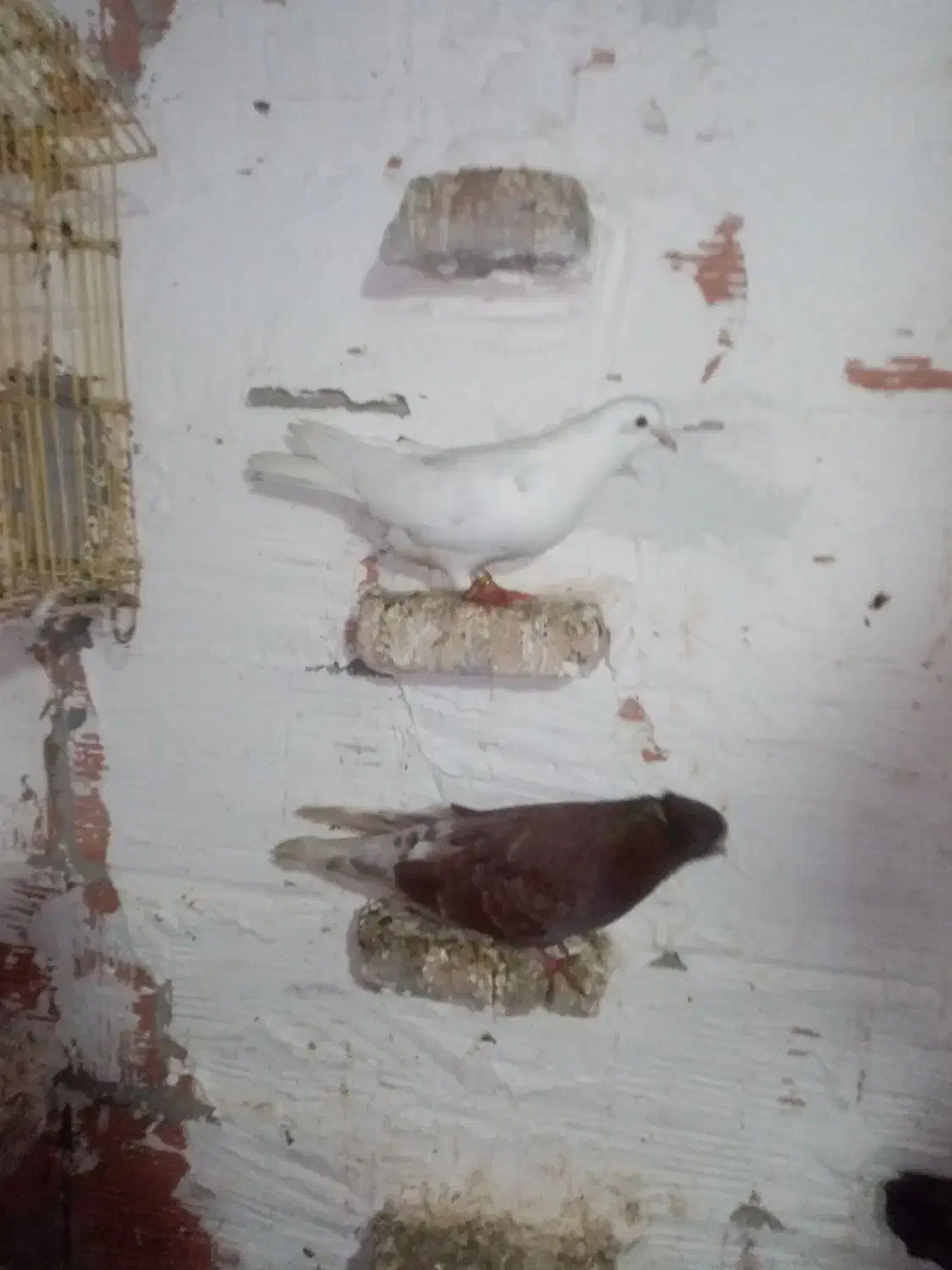 کبوتر|پرنده|گرگان, |دیوار