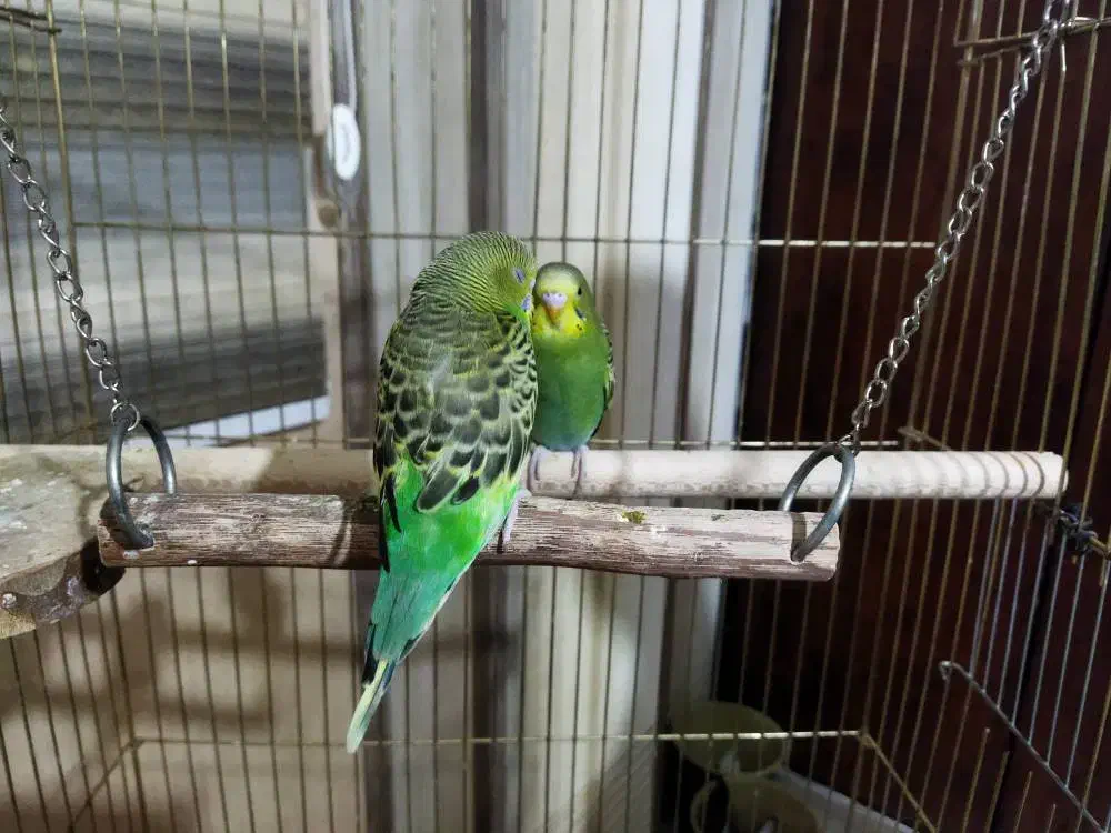 مرغ عشق|پرنده|شیراز, باغ تخت|دیوار