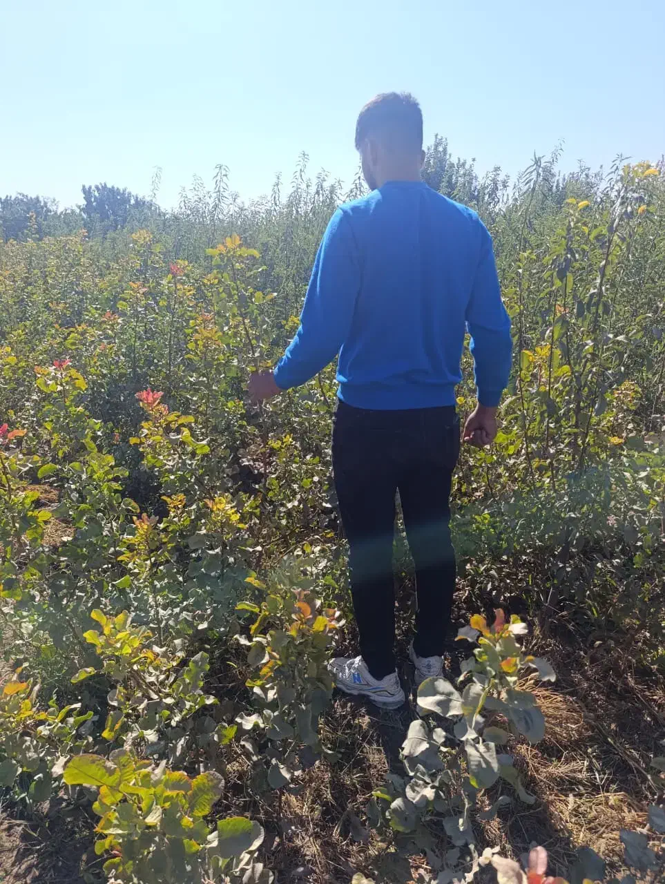 تضمیــن باردهی نهـال|خدمات باغبانی و درختکاری|رشت, پل تالشان|دیوار