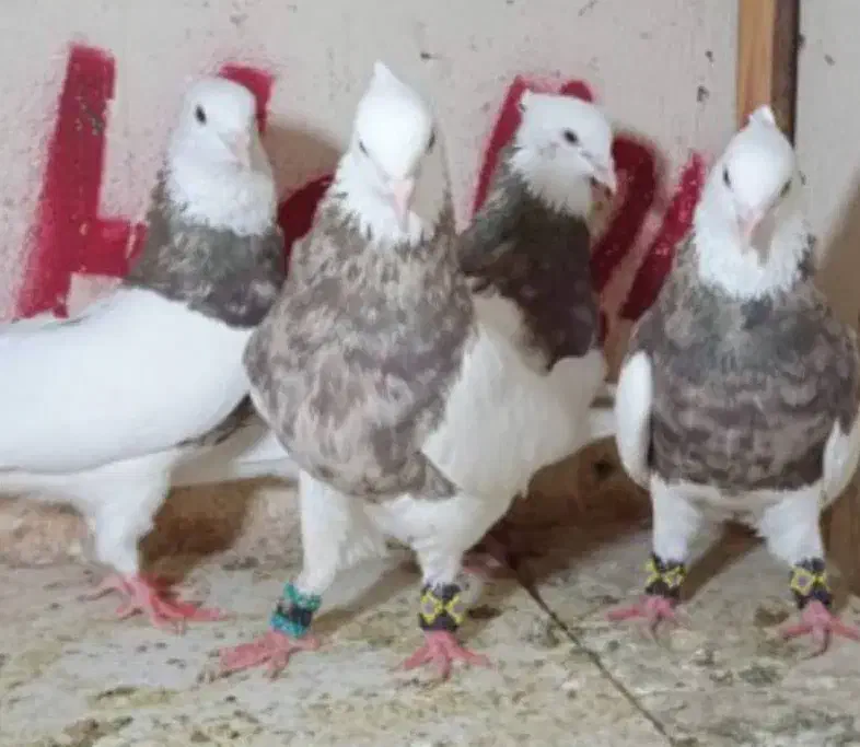 کبوتر رنگی صادقی|پرنده|قم, سید معصوم|دیوار