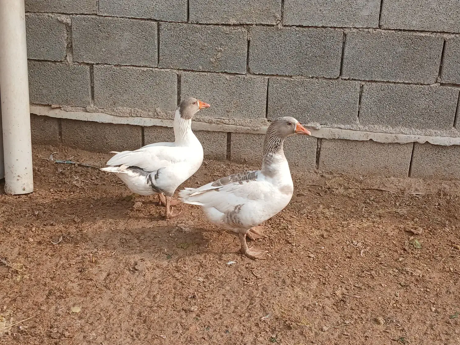 غاز|حیوانات مزرعه|چمران, |دیوار