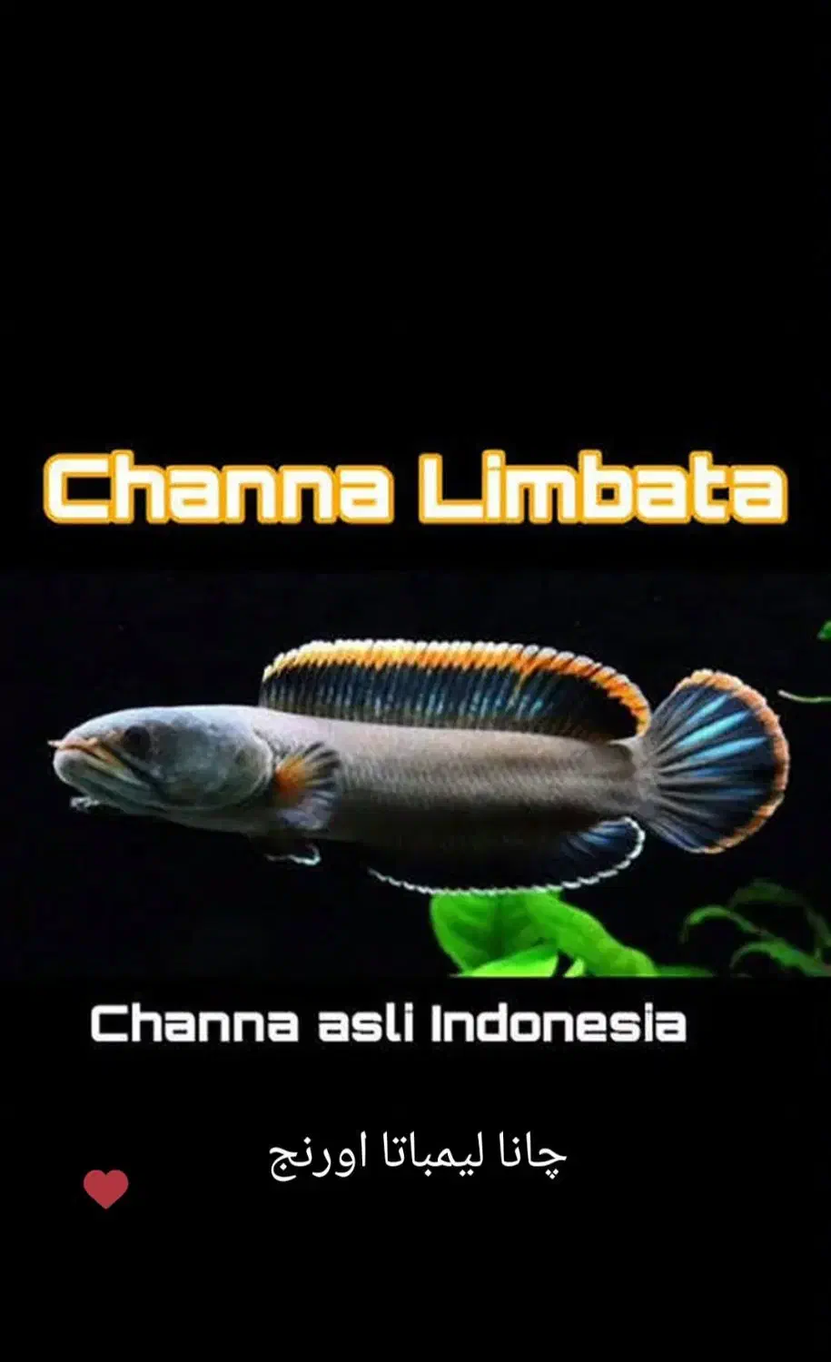 چانا ۵ نژاد خاص|ماهی|خوی, |دیوار