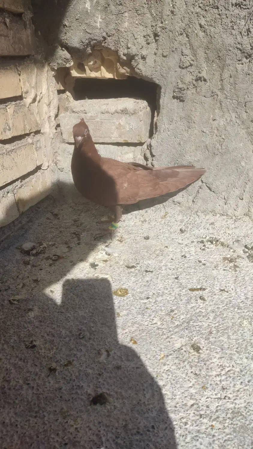 سرخ کاکلی جوانه صید|پرنده|تربت جام, المهدی|دیوار