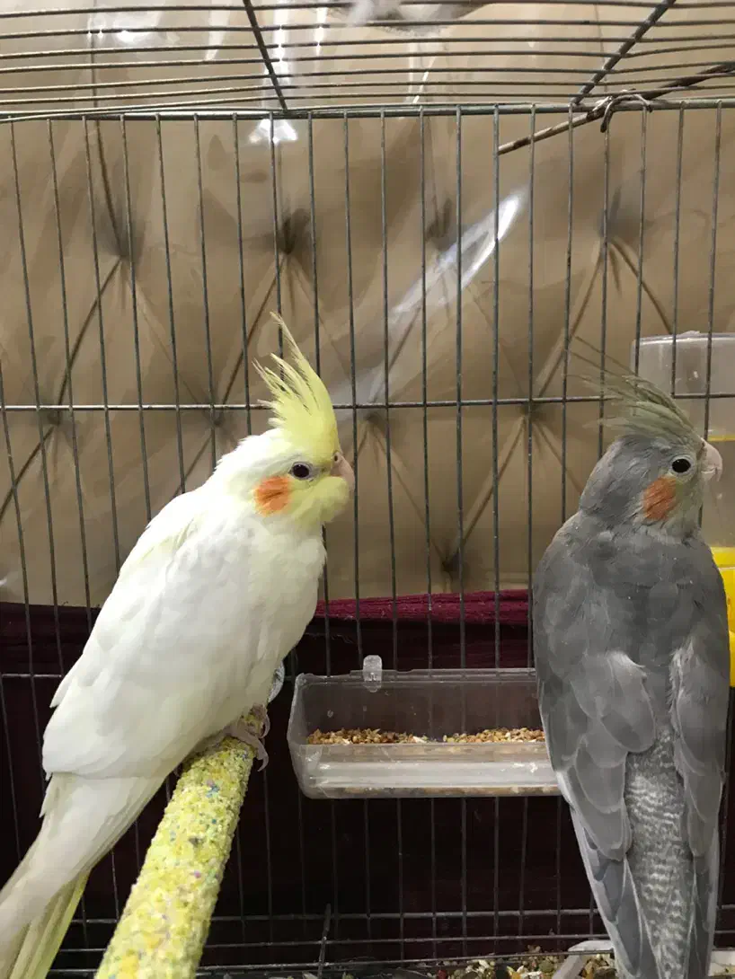 عروس هلندی|پرنده|رباط‌کریم, رباط‌کریم|دیوار