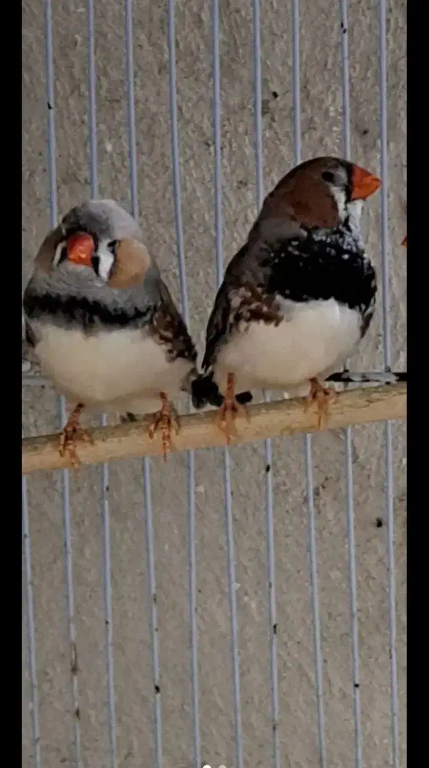 فروش عروس مولد با با قفس آب خوری دون خوری.|پرنده|بندرعباس, |دیوار