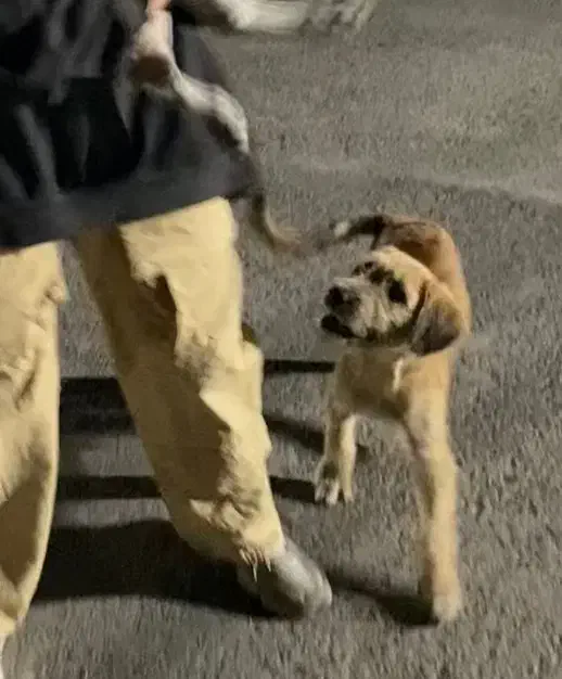 سگ گمشده|حیوانات|فردیس, شهرک ناز|دیوار