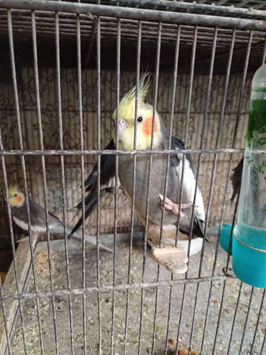 عروس هلندی|پرنده|تهران, مینای شمالی (مخبر)|دیوار