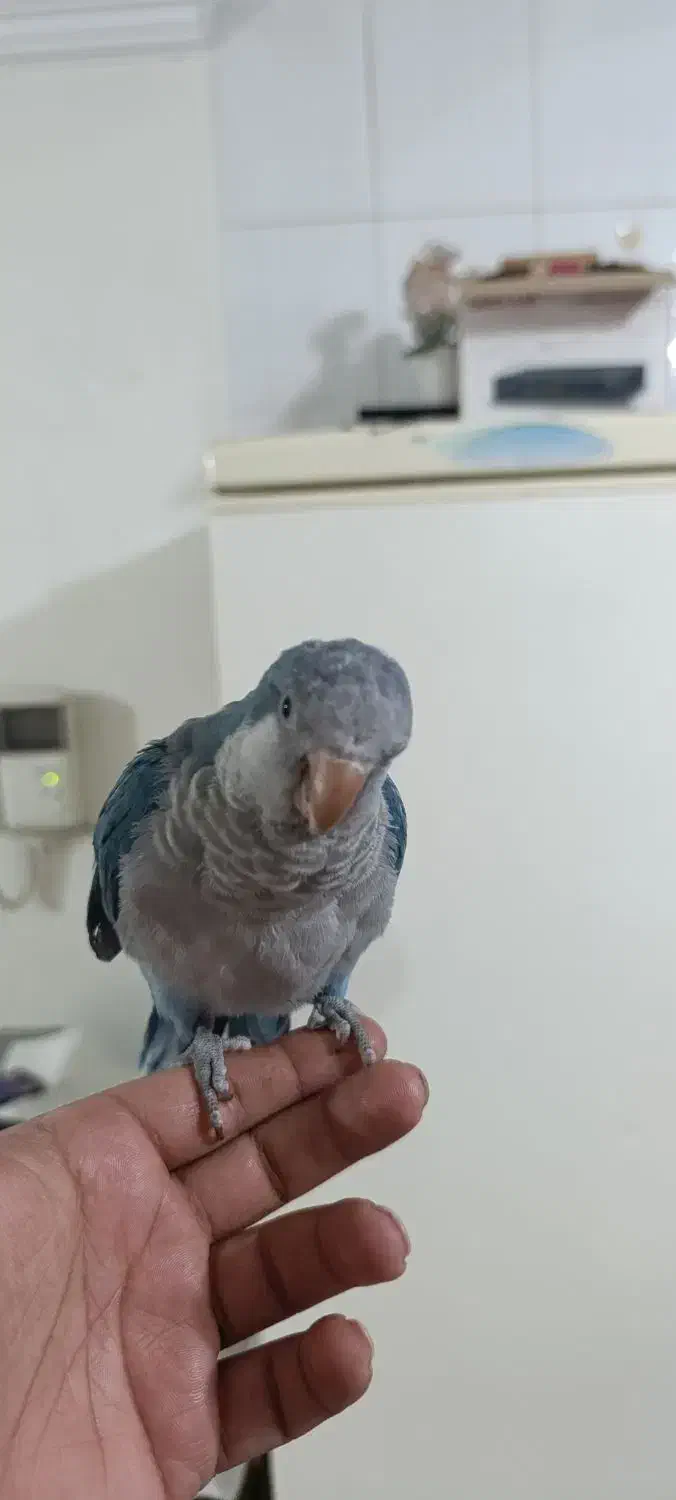 راهب ابی|پرنده|بیرجند, |دیوار