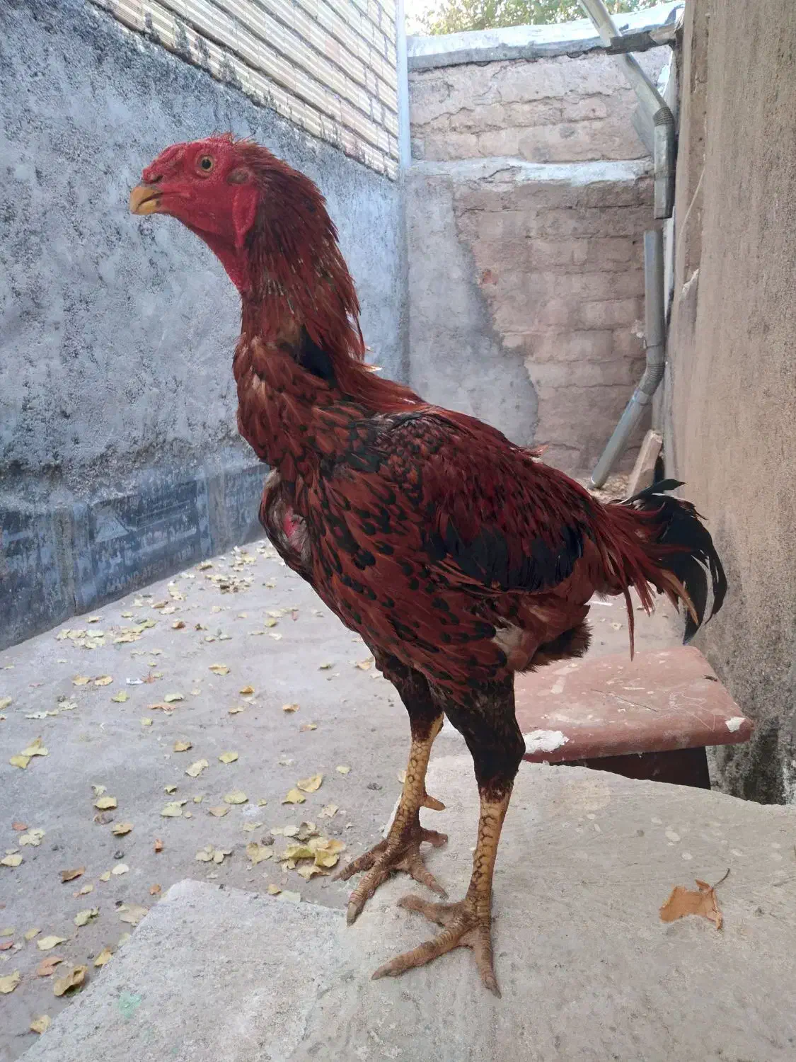 یک عدد خروس زیبا..یک عدد خروس لاری|حیوانات مزرعه|خلخال, |دیوار