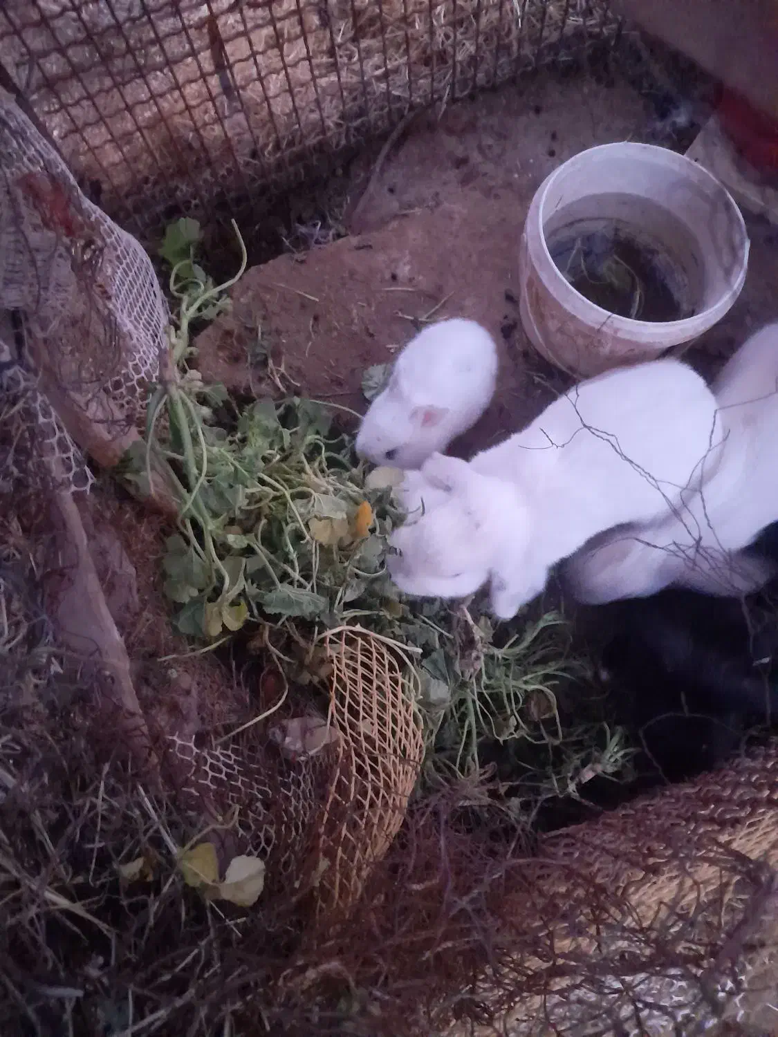 بچه خرگوش لپ|موش و خرگوش|رفسنجان, |دیوار