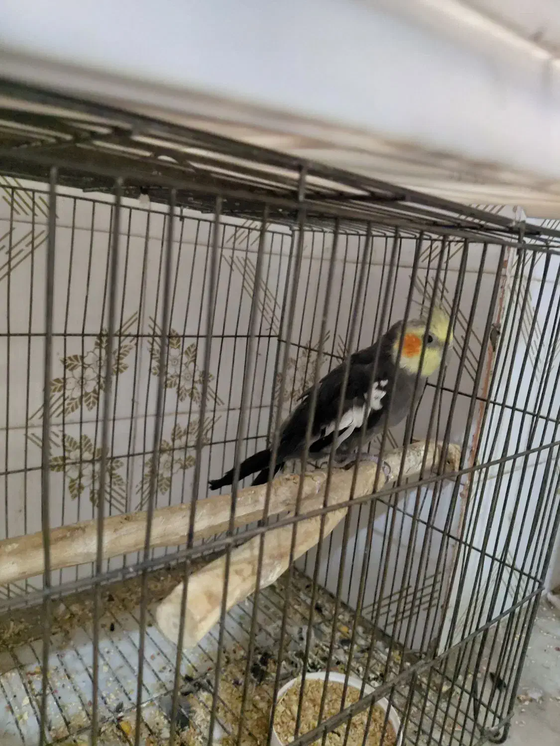 طوطی عروس|پرنده|ملارد, |دیوار