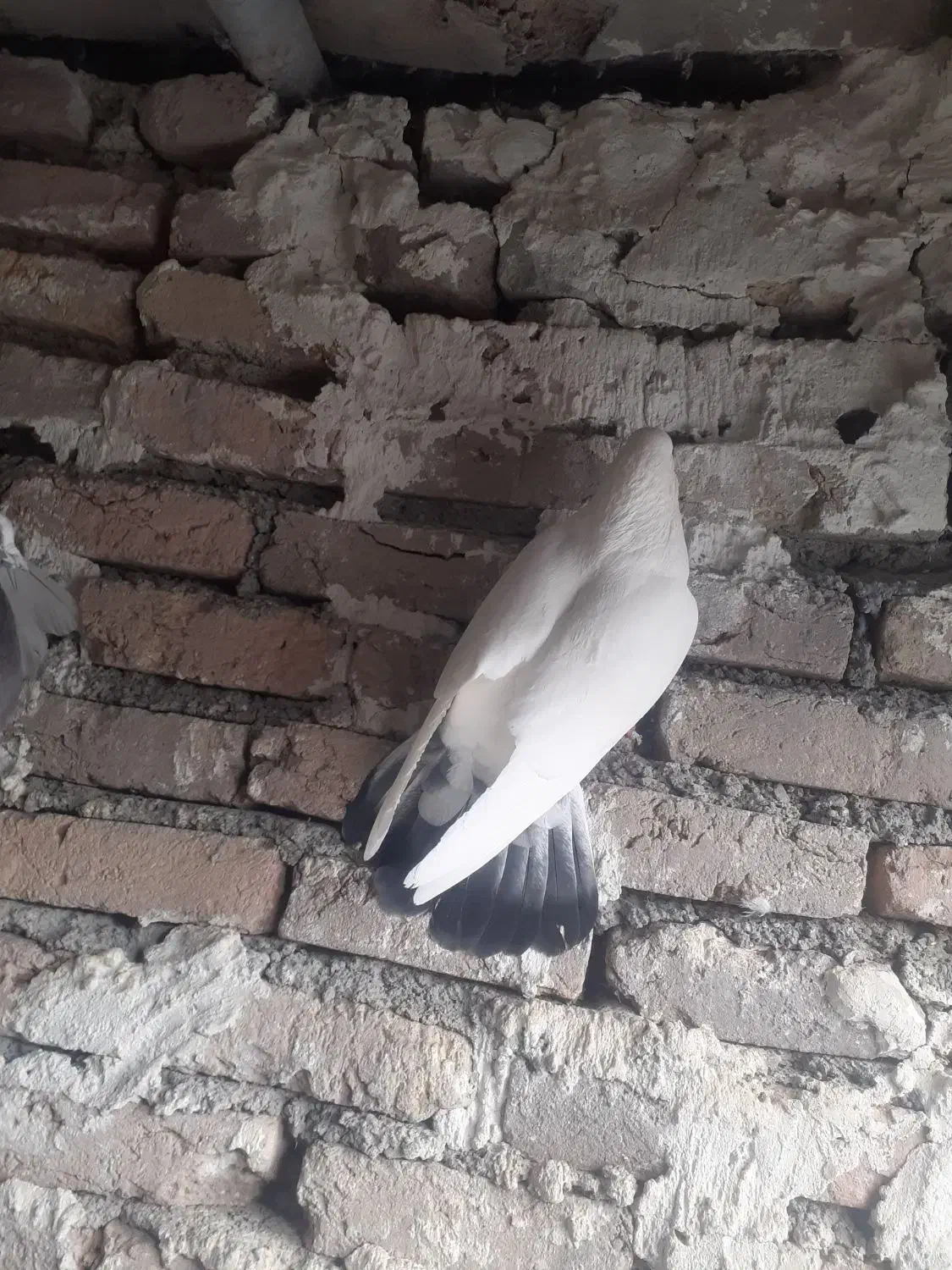 کفتر|پرنده|سردشت, |دیوار