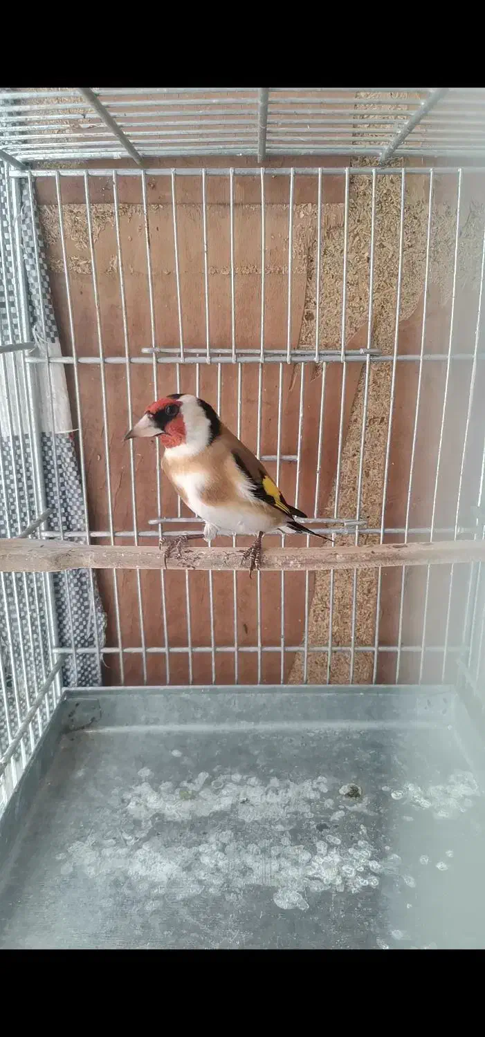 سهره نر|پرنده|خوی, |دیوار