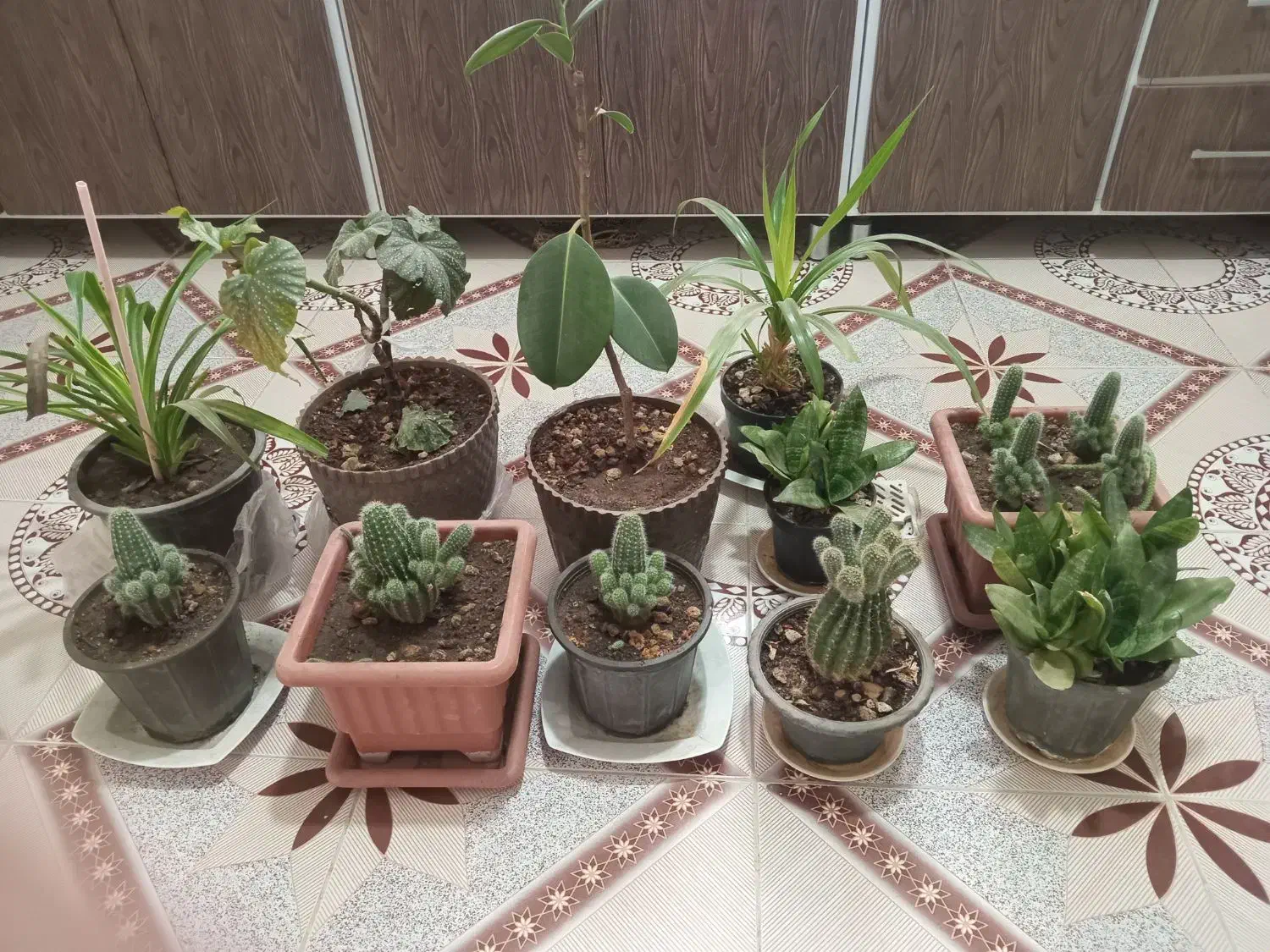 ۱۱عددگل همه باهم|گل و گیاه طبیعی|نیشابور, مازول|دیوار