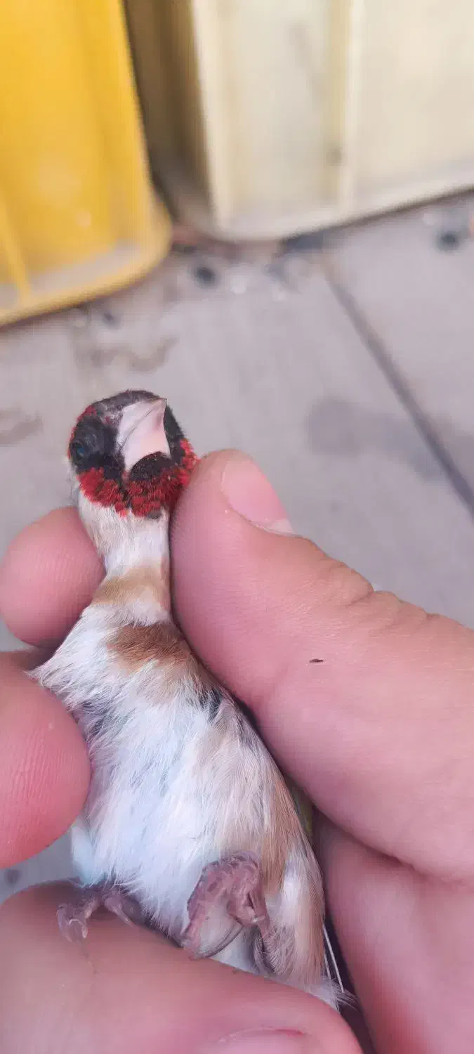 سهره نر|پرنده|فولادشهر, زاینده رود|دیوار