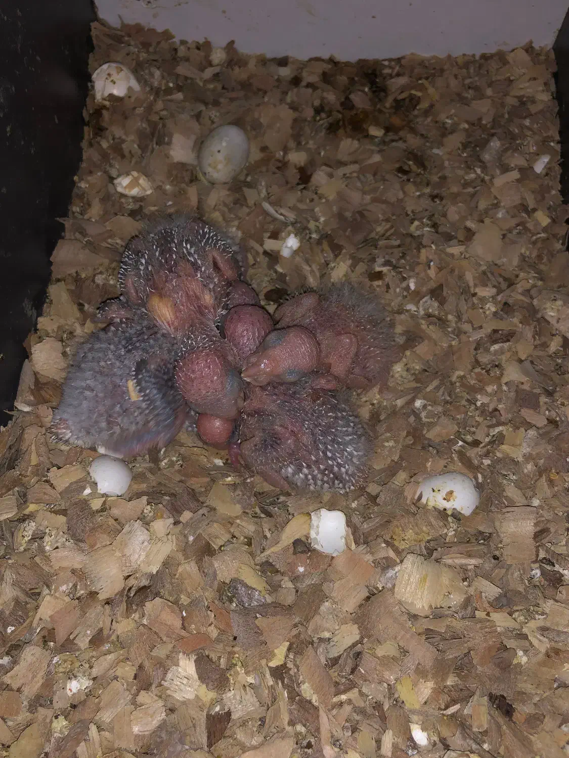 گرینچیک با جوجه|پرنده|مشهد, دانشجو|دیوار