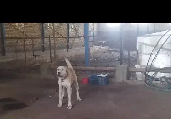 فروش سگ|سگ|گلبهار, شهر جدید گلبهار|دیوار