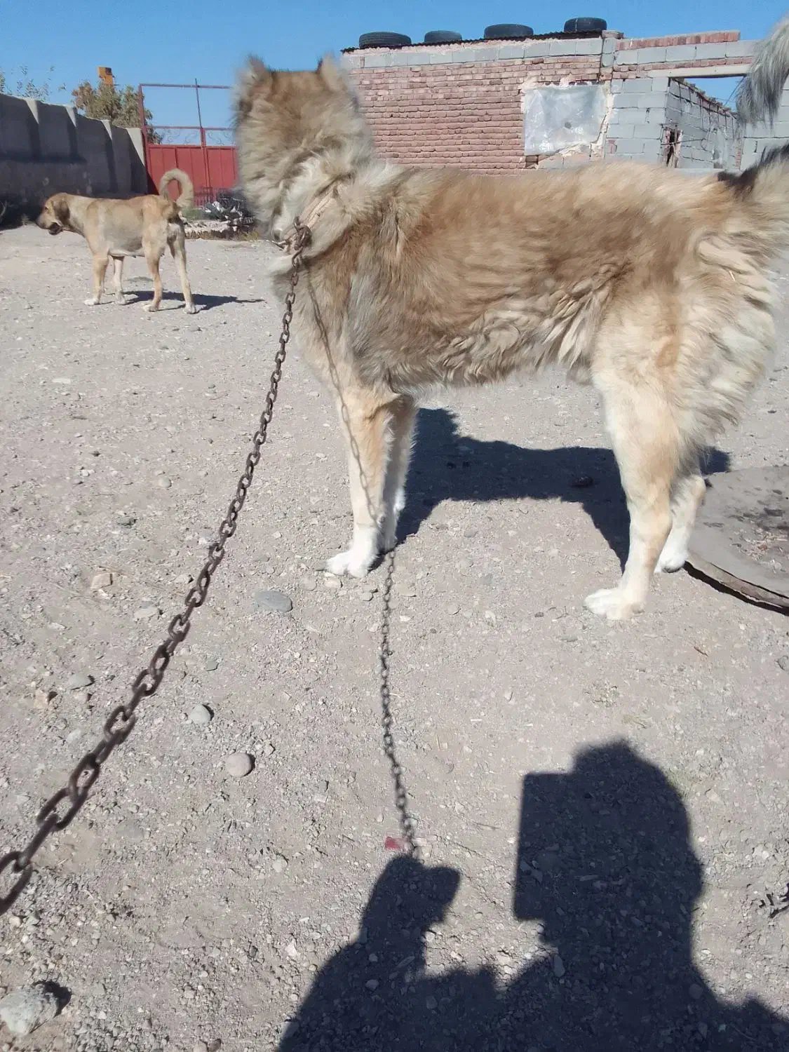 واگزاری سگ سرابی|سگ|آذرشهر, |دیوار