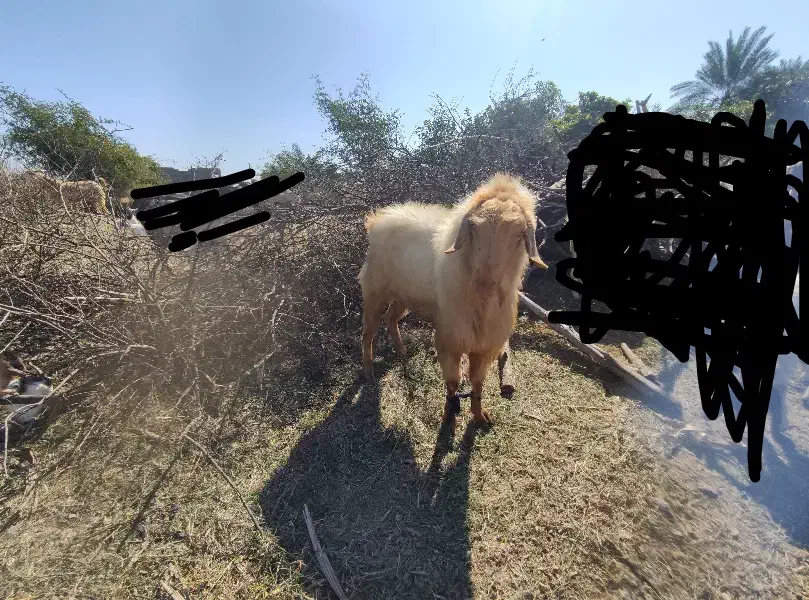 نری|حیوانات مزرعه|رودان, |دیوار