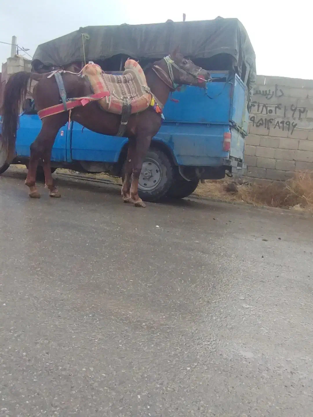 اسب باری با اخته رمانتی|اسب و تجهیزات اسبسواری|میاندوآب, |دیوار