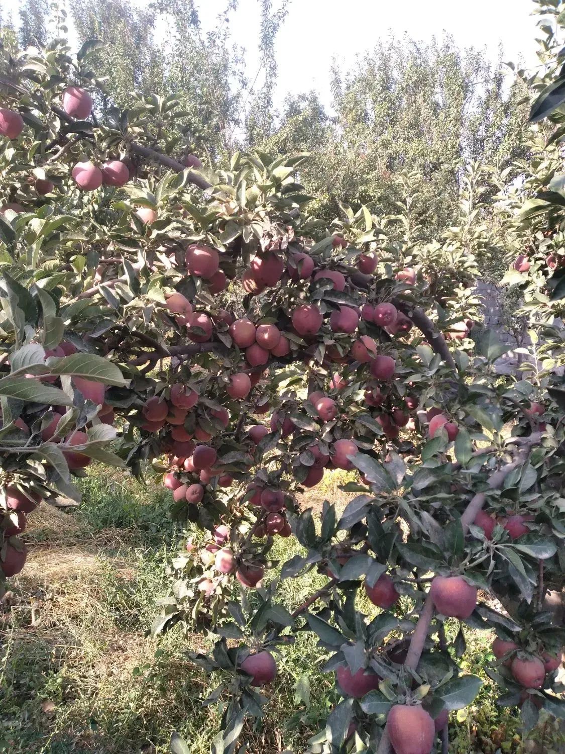 نهال|خدمات باغبانی و درختکاری|چناران, |دیوار