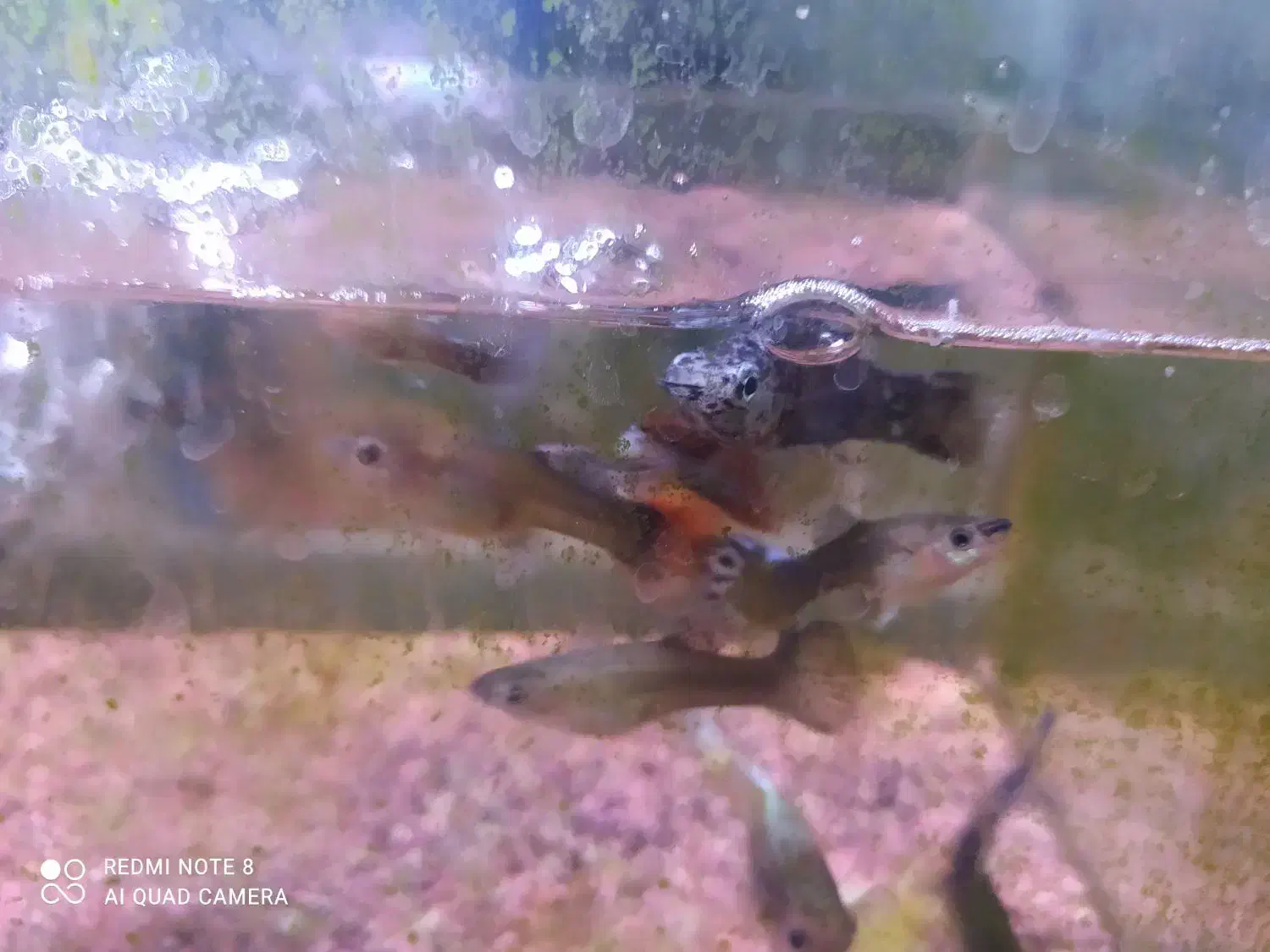 ماهی سیچلارد و بچه گوپی و اکواریوم|ماهی|اردبیل, |دیوار