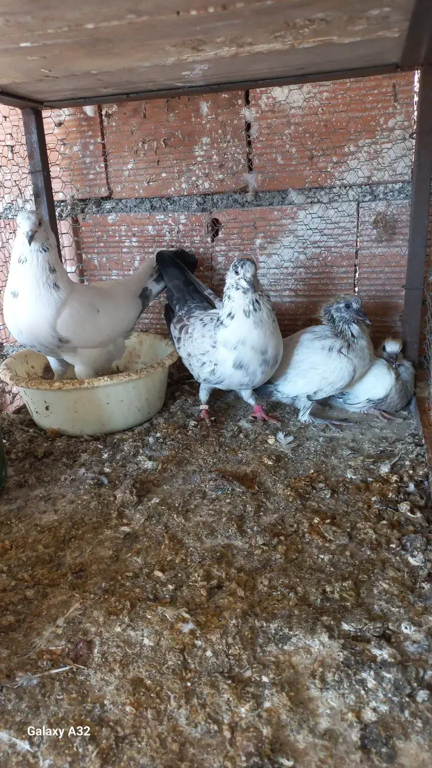 کبوتر پرشی و جوجه کشی|پرنده|بهشهر, |دیوار