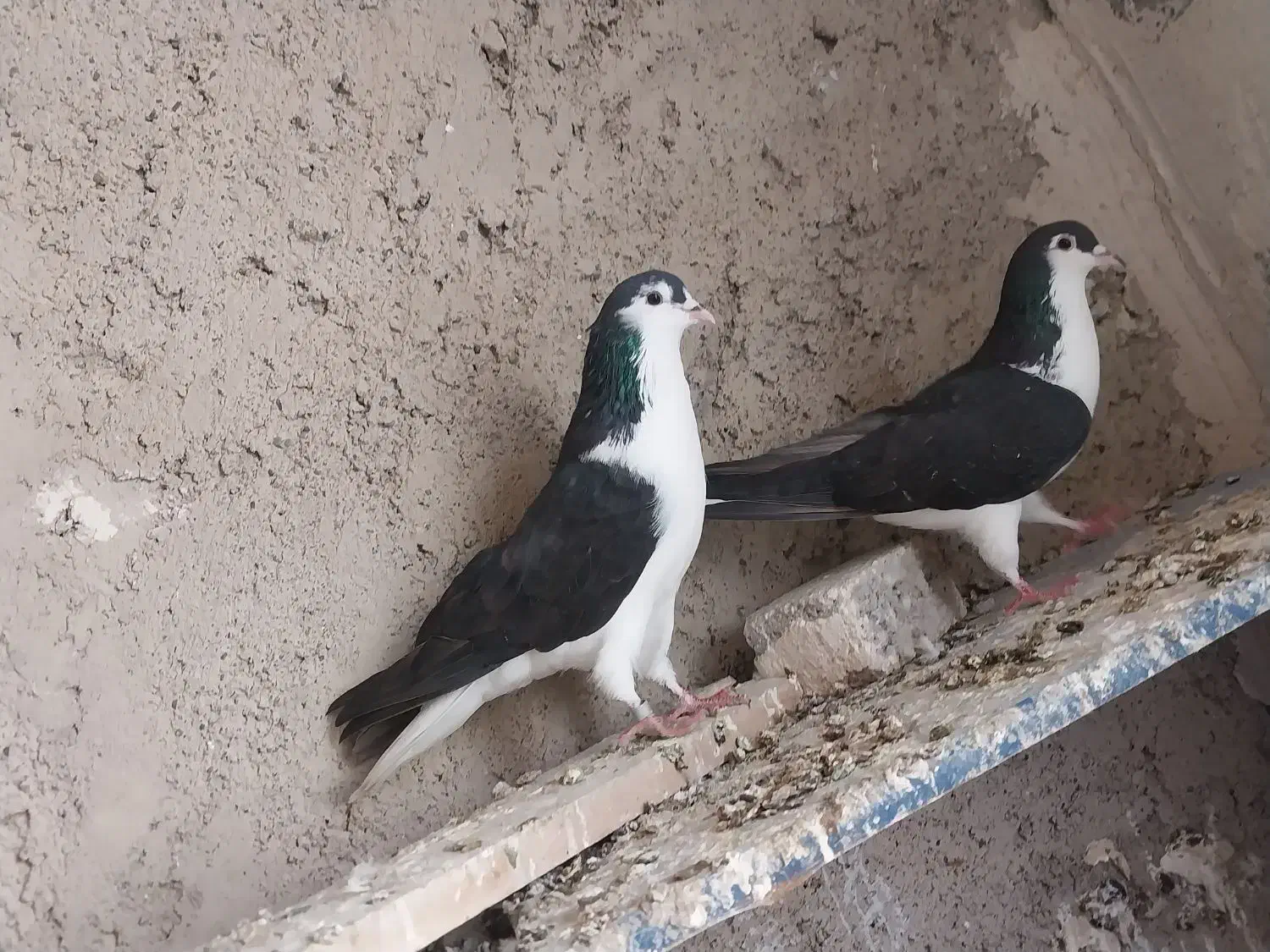 کفتر سیاه|پرنده|تبریز, |دیوار