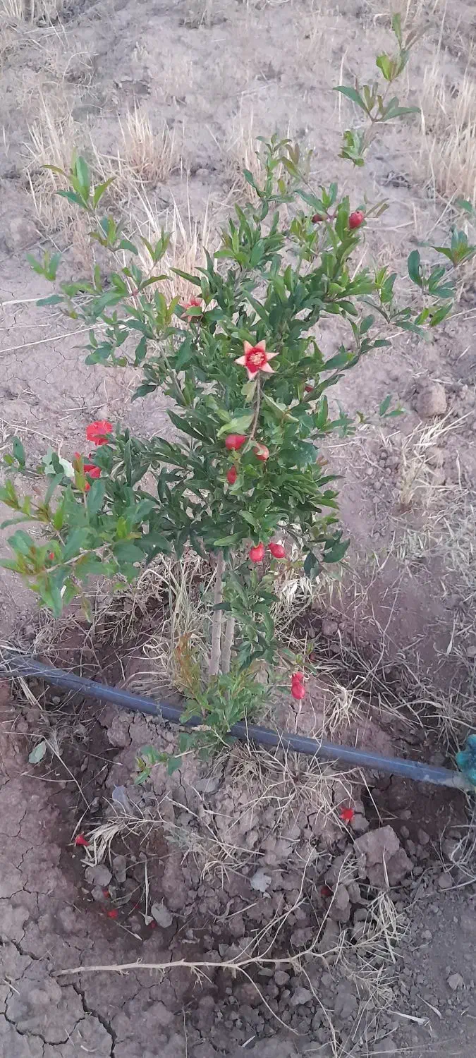 نهال بادام|گل و گیاه طبیعی|محمدیه-قزوین, |دیوار