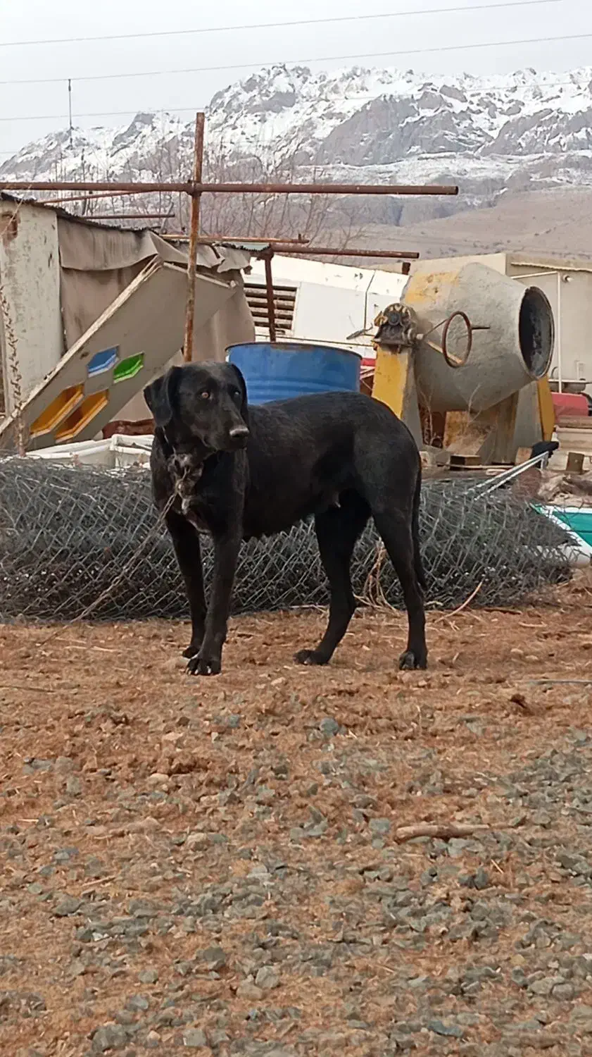 سگ ماده|سگ|کرمانشاه, |دیوار