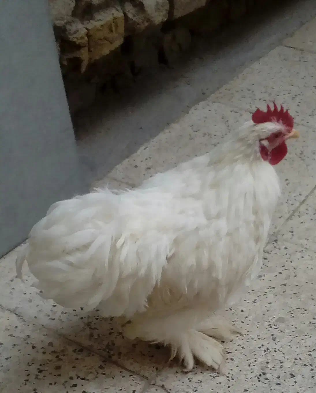 قفس. کوشین|لوازم جانبی حیوانات|مشهد, حجت|دیوار