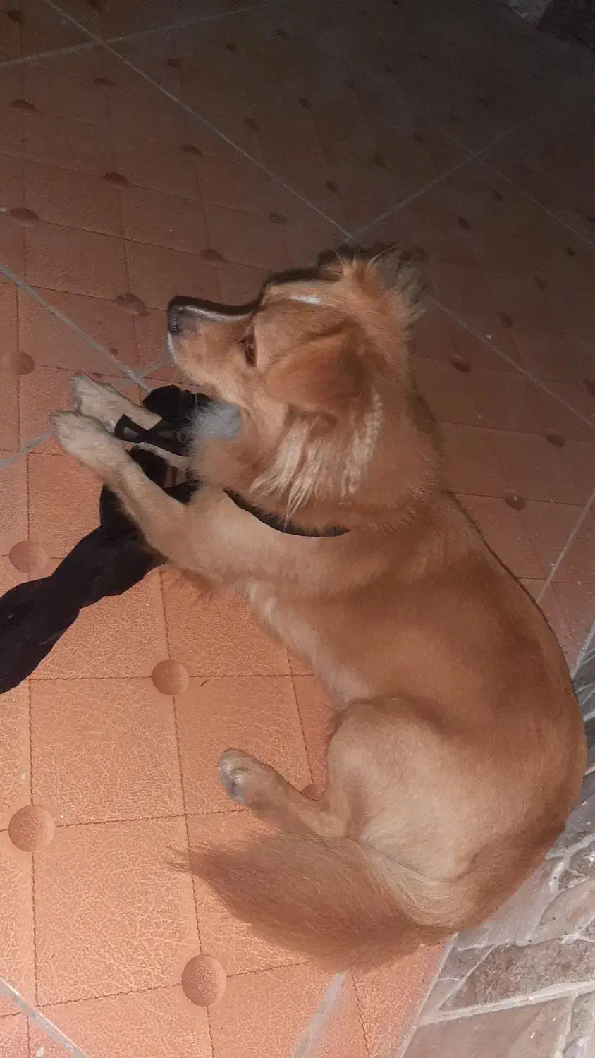 پامر روباهی|سگ|عباسآباد, |دیوار