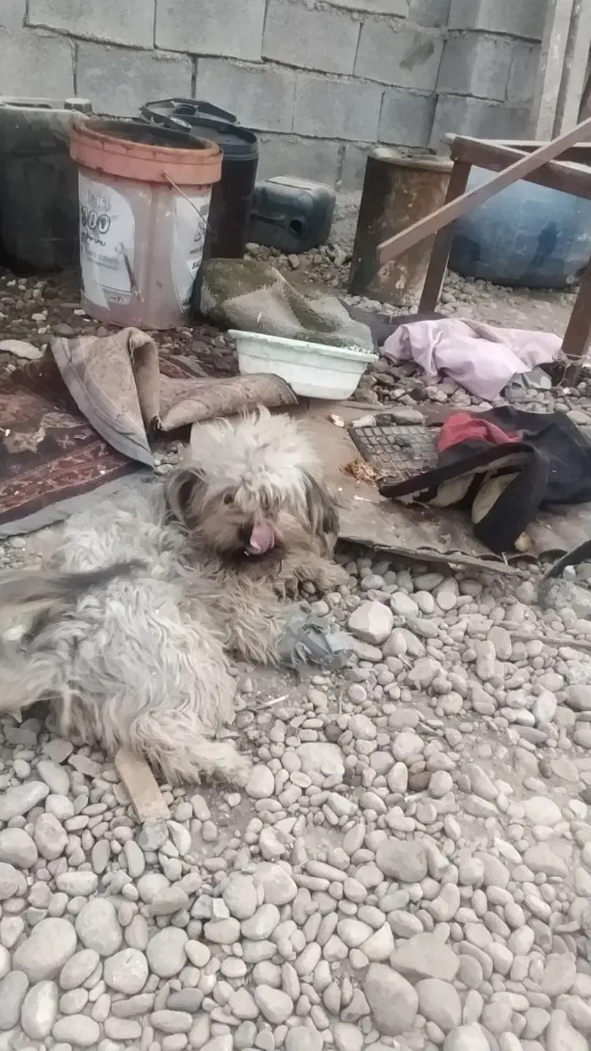 سگ بامزه|سگ|بهبهان, |دیوار