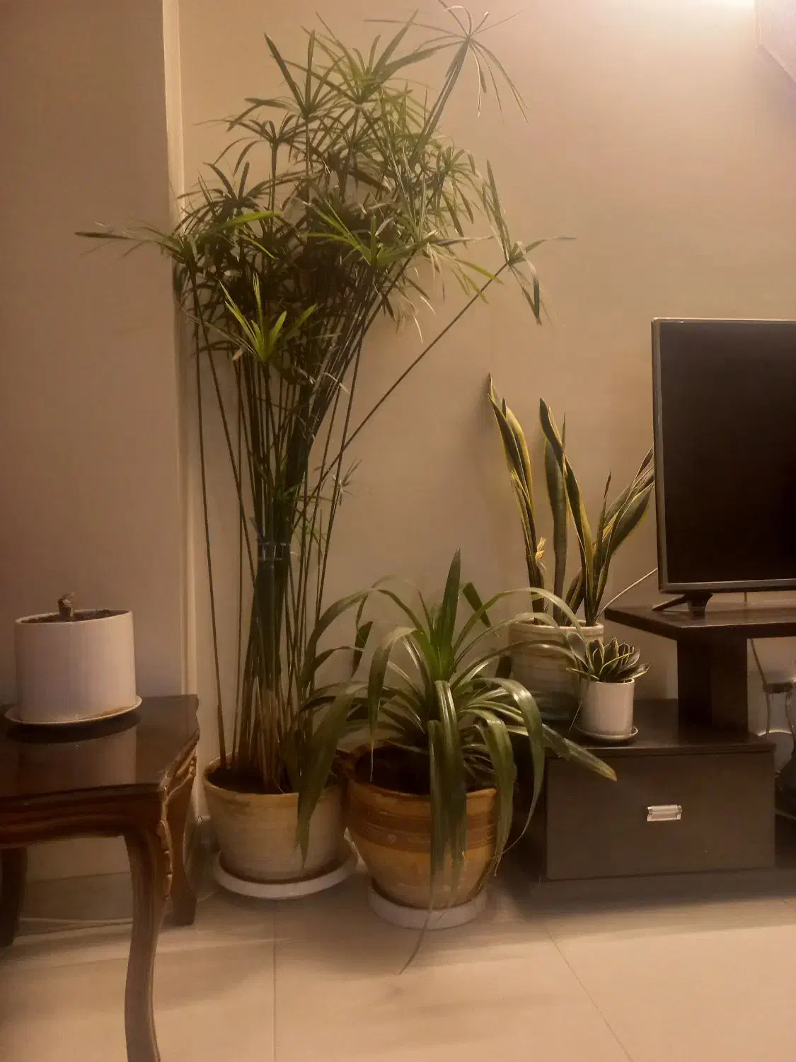 گل طبیعی حراج واقعی|گل و گیاه طبیعی|اصفهان, مارچین|دیوار