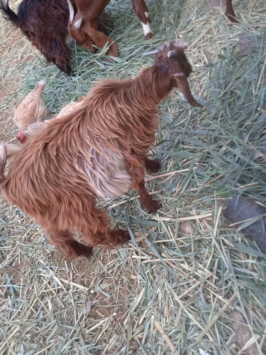 بزنجدی|حیوانات مزرعه|خرمشهر, |دیوار